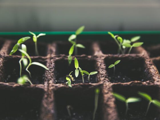 verticale moestuin