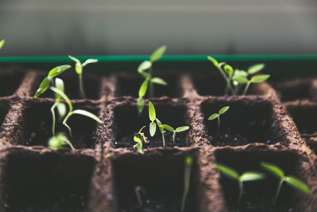 verticale moestuin